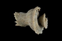 藏品(瑪娃花仙螺)的圖片